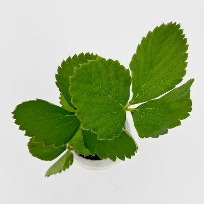 Клубника ДАЛИ рассада (2)