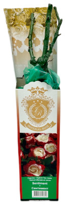 Чайногибридная роза СЕНТИМЕНТ SENTIMENT (2)