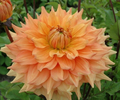 Георгин Филипп Кампос (1шт) 625347