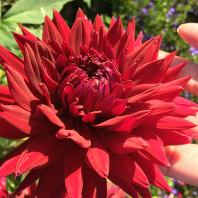 Георгин Блэк Джек 1шт