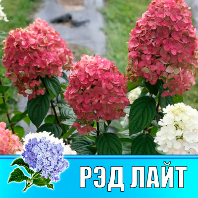 Гортензия метельчатая Гарден лайт Рэд Лайт (Р12)