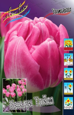 Тюльпан Кэнди Тайм (1шт) 7546