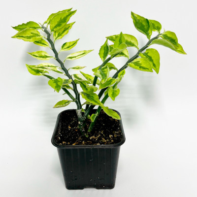 Педилантус саженцы (4)