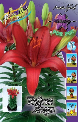 Лилия Тайни Хоуп (1шт) 1553