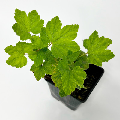 Смородина красная Ролан (2)