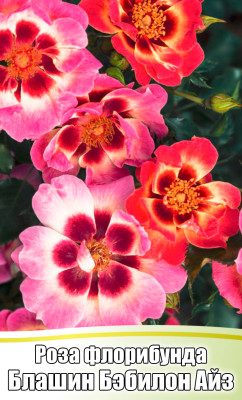 Роза Блашин Бэбилон Айз флорибунда