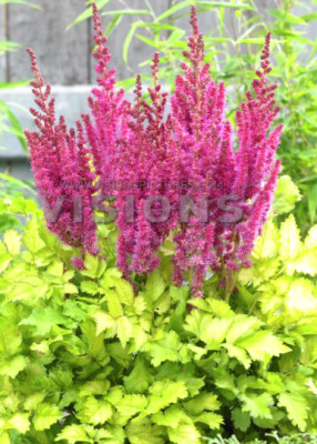 Астильба Партиезз Сюрпрайз Парти (1шт) 5769