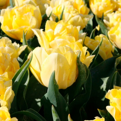 Тюльпан Секрет Парфюм (1шт)