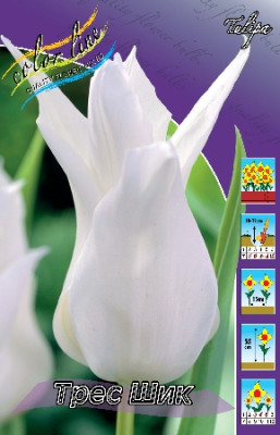 Тюльпан Трес Шик (1шт)