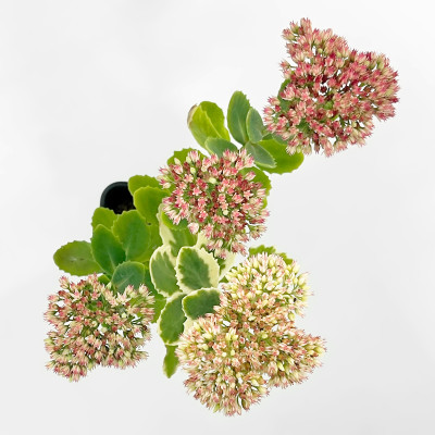 Очиток Отумн Шарм (3)