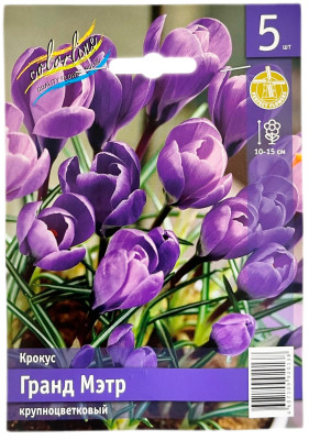Крокус Гранд Мэтр крупноцветковый