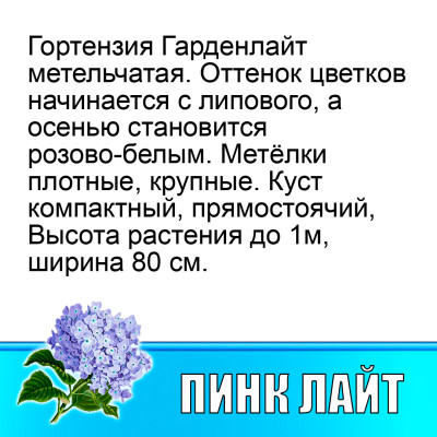 Гортензия метельчатая Гарден лайт Пинк Лайт (Р12)