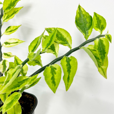 Педилантус саженцы (6)