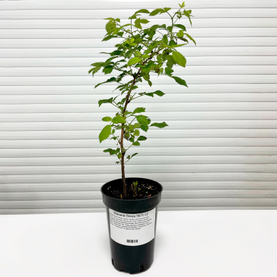 Малина Лячка 5675