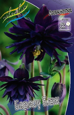 Аквилегия Барлоу Блэк (2шт) 638