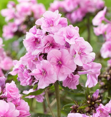 Флокс Зенобиа (2шт)