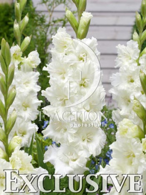 Гладиолус Мурманск 1шт