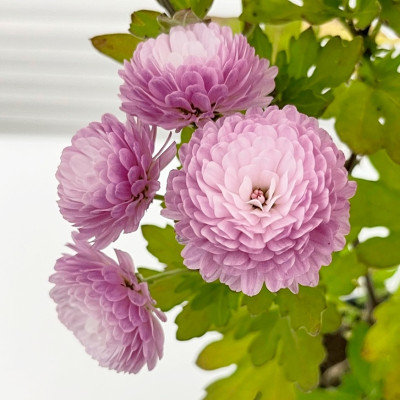 Хризантема саженцы микс (2)