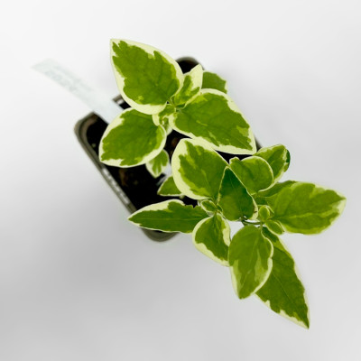 Барвинок большой Вариегата (2)