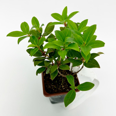 Рододендрон гибридный П. Джи. М. Элит (Р9)