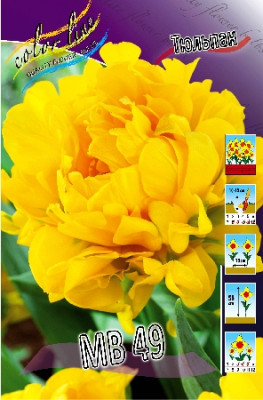 Тюльпан МВ49 (7 шт.) 1294