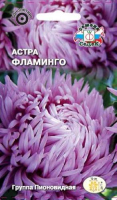 Астра Фламинго (хризантемовидная, розовая)