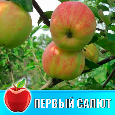 Яблоня Первый салют