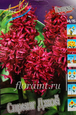 Гиацинт Спринг Джой (1шт) 7599