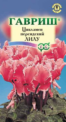 Цикламен Лилу персидский 3 шт