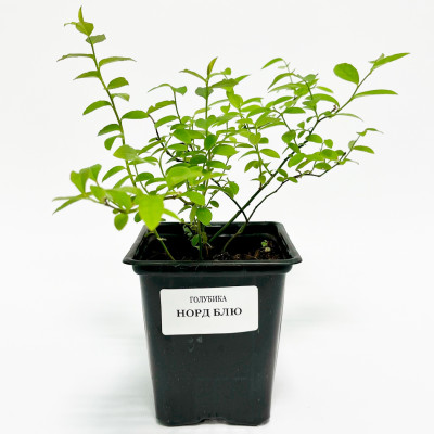 Голубика Норд Блю (Р9)