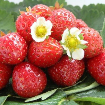 Земляника (Клубника) Кент (5) 4293