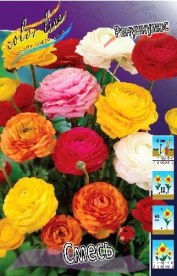 Ранункулюс Смесь (10шт) 39