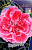 Гвоздика Корал Риф (1шт) 4070