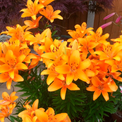 Лилия Орандж Спэйс (2шт)