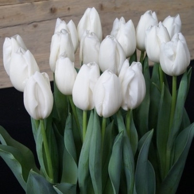 Тюльпан Сноуборд (1шт) 2403