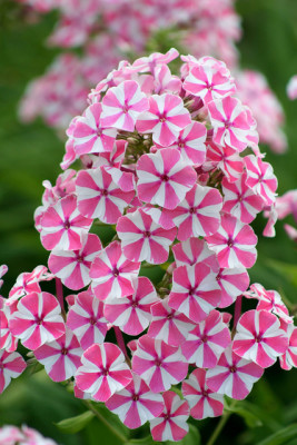 Флокс Наташа (1шт) 3756