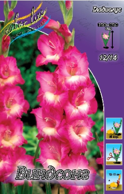 Гладиолус Виндсонг 12/14 (1шт) 1579