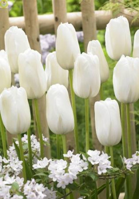 Тюльпан Уайт Прауд (1шт) простой поздний