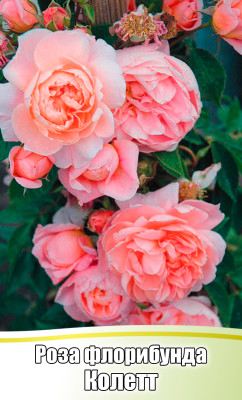 Роза Колетт флорибунда (С4)