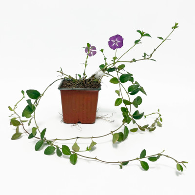 Барвинок малый АТРОПУРПУРЕА