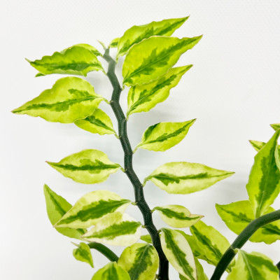 Педилантус саженцы (5)