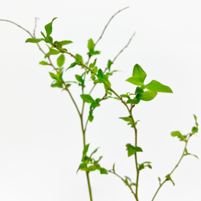 Голубика Гурон (Р9)