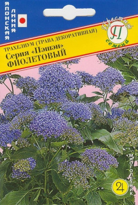 Трахелиум Пэшн Фиолетовый 5шт