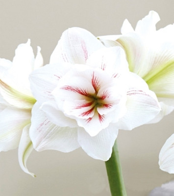 Амариллис Акуаро (1шт)