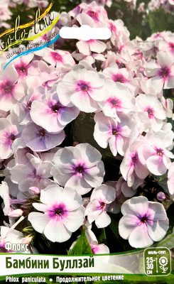 Флокс Бамбини Буллзай (2шт)