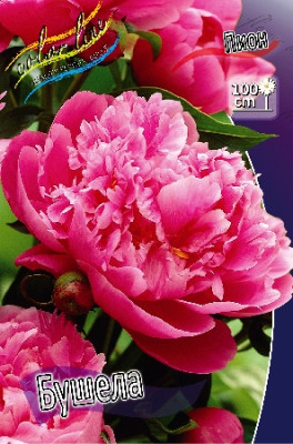 Пион Бушела (1шт) 3191