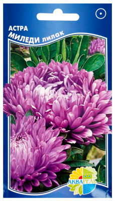 Астра Миледи лилак