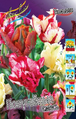 Тюльпан смесь попугайных (1шт) 7577