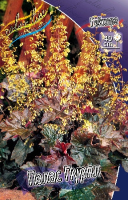 Гейхера Пэлас Пурпл (2шт) 2361