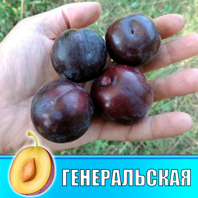 Слива Генеральская